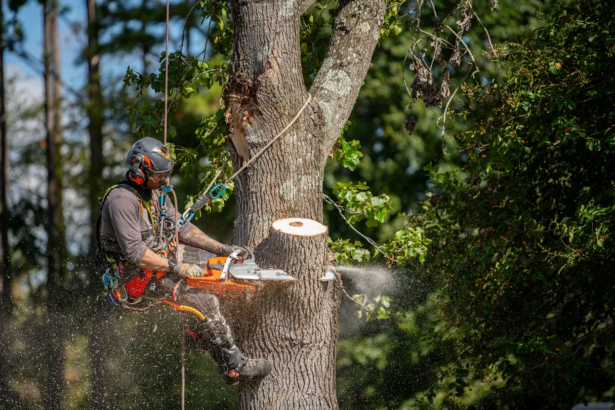 Chainsaw Parts